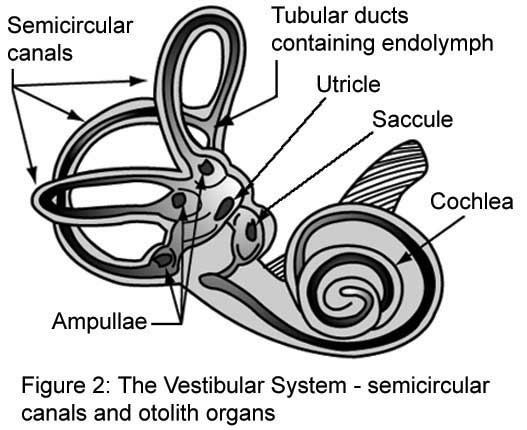 Vestibular